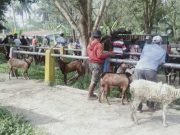 Hewan Ternak yang Terserang Penyakit Mulut dan Kuku 893 Ekor