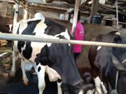Wabah PMK, Produksi Susu Sapi Perah di Kudus Menurun Drastis