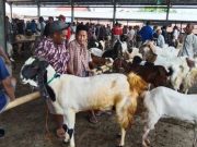 Penjualan Kambing Kurban di Kudus Masih Bergairah, Ini Kisaran Harganya