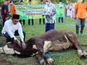 Serangan PMK Terus Bertambah, Hari Ini 968 yang Penyakitan