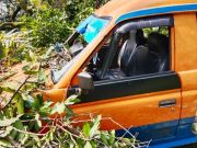 Angkot Handayani Banyumanik-Pasar Johar Ringsek Tertimpa Pohon Berusia 60 Tahun Lebih di Jalan Wahidin Semarang.