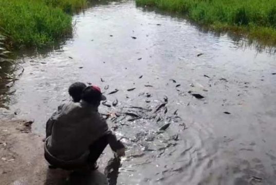 Keunikan Ikan Jinak di Obyek Wisata Telaga Renjeng Brebes