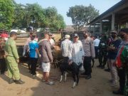 Cegah PMK, Polresta Surakarta Lakukan Penyekatan Ternak di Pasar Hewan