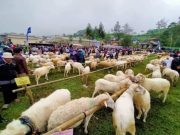 Menikmati Sate Domba Sakub di Brebes yang Empuk dan Lembut