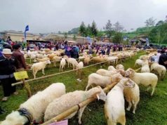 Menikmati Sate Domba Sakub di Brebes yang Empuk dan Lembut