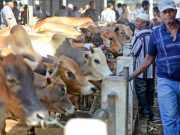 Sekda: Stok Sapi di Jepara Aman, Blantik Jangan Cari Keuntungan di Tengah PMK
