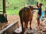 Dua Anggota Polres Tegal Kota Sukses Beternak Sapi