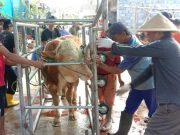 Sapi dan Kambing Kurban di Masjid Baitul Mujahidin Perum Purnamandala Bebas PMK