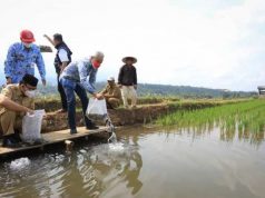 Penghasilan Naik Jadi Rp 50 Juta, Usai Kembangkan Mina Padi
