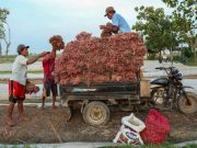 Tekan Inflasi, CMJT Borong Cabai dan Bawang Merah Petani