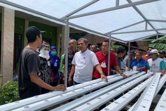 Tanaman Hidroponik, Salah Satu Solusi Atasi Masalah Keterbatasan Lahan