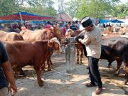 Jelang Idul Adha, PMK di Grobogan Nyaris Mencapai 2.000 Kasus
