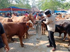 Jelang Idul Adha, PMK di Grobogan Nyaris Mencapai 2.000 Kasus
