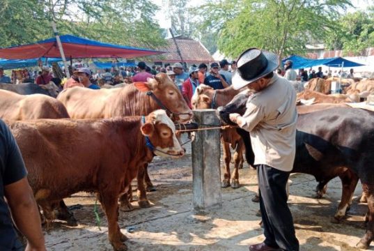 Jelang Idul Adha, PMK di Grobogan Nyaris Mencapai 2.000 Kasus