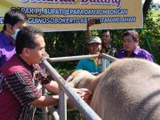 Jelang Idul Adha, Virus PMK di Jepara Turun Hingga 97 Persen