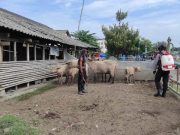 Kandang Kerbau Kraton Surakarta Disemprot Disinfektan, Cegah Penularan PMK
