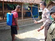 31 Ternak di Jambangan Grobogan Mati Akibat Penyakit Mulut dan Kuku