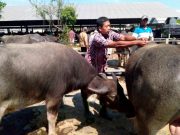 Pedagang Kurban Harus Kembalikan Uang jika Dagangannya Terkena PMK