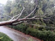 Puting Beliung di Jatipurno Wonogiri, Pohon Bertumbangan Merusak Rumah Warga
