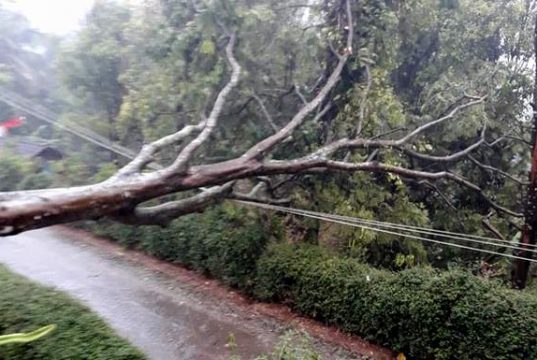 Puting Beliung di Jatipurno Wonogiri, Pohon Bertumbangan Merusak Rumah Warga