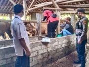 Cegah PMK di Wonogiri, Vaksinasi Langsung ke Kandang-kandang Sapi