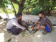 Sawo Organik Desa Bangowan Tingkatkan Perekonmian Masyarakat