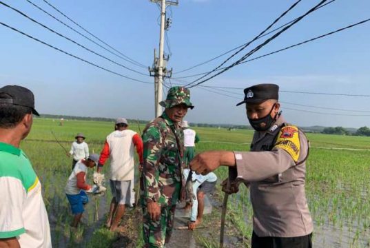 Lomba 17 Agustusan di Blora Selatan Digelar Lomba Gropyokan Tikus