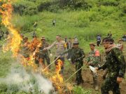 Semarak Kemerdekaan, BNN Musnahkan 4 Hektar Ladang Ganja