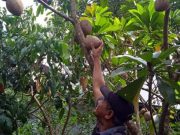 Wow!!! Dari Satu Pohon Mamey Sapote Ini Bisa Beli Sepeda Motor mamey sapote