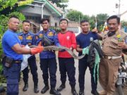 Ular Sanca 3 Meter Lebih Masuk Komplek Perumahan di Brebes