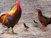 Agar Rezeki Tidak Dipatok Ayam