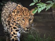Macan Tutul Jawa di Hutan Muria Terancam Punah, Tinggal 16 Ekor