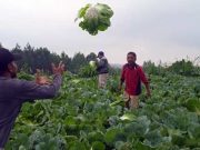 Waduh, Harga Jual Sawi Hanya Rp200 per Kilogram Sawi