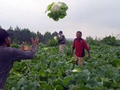 Waduh, Harga Jual Sawi Hanya Rp200 per Kilogram Sawi