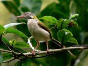 Manuk Prenjak Ngganter, Geguritan Widiyartono R