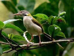 Manuk Prenjak Ngganter, Geguritan Widiyartono R