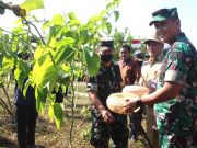 Danrem 074 Warastratama Ajak Warga Membudidayakan Kacang Sacha Inchi