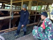 Babinsa di Wonogiri Proaktif Memberikan Pendampingan Vaksinasi PMK