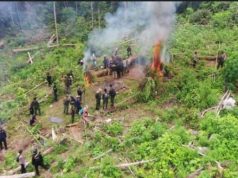 BNN Musnahkan 2 Hektar Ladang Ganja di Aceh Besar