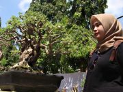 Kontes dan Pameran Bonsai di Bisa Menjadi Even Pariwisata Blora