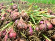 Produktivitas Petani Bawang Merah Turun, Ganjar Dorong Pemulihan Lahan