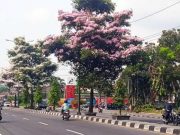 Saat Bunga Tabebuya Bermekaran, Pemandangan Jalan Magelang -Jogja Serasa di Jepang Bunga Tabebuya