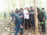 Anak-Anak SMK Kehutanan Papua Praktik Tebang Pohon Jati di Hutan Medang Blora