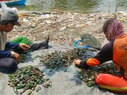 Bermodal Berani dan Kuat Menyelam Bisa Hasilkan Ratusan Ribu Per Hari