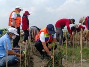 S1 Pariwisata USM Menanam Mangrove, Prof Sudharto : Ini Kesempatan USM Kembangkan Wisata Berbasis Lingkungan