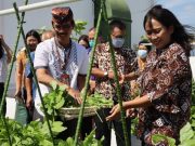 Istri Wali Kota Lakukan Panen Perdana di Rooftop Kampus Unika Soegijapranata di BSB