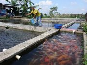 BUMDes Mina Kusuma Jaya Kembangkan Budidaya Bibit dan Ikan Konsumsi