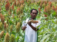 Sorgum Angkat Perekonomian Masyarakat di Wuryantoro