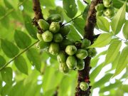 Manfaat dan Khasiat Belimbing Wuluh Bagi Kesehatan