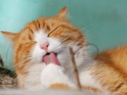 Tiga Manfaat Memelihara Kucing yang Baik untuk Kesehatan
